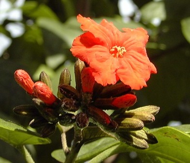 Pépinière Palmaris Cordia sebestana