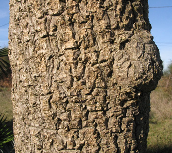 Pépinière Palmaris Cordyline australis