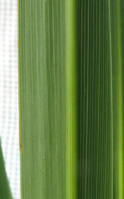 Pépinière Palmaris Cordyline australis