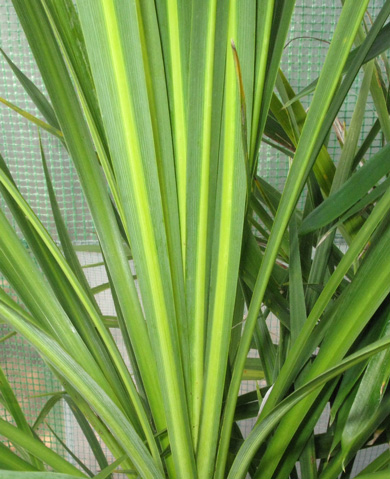 Pépinière Palmaris Cordyline australis