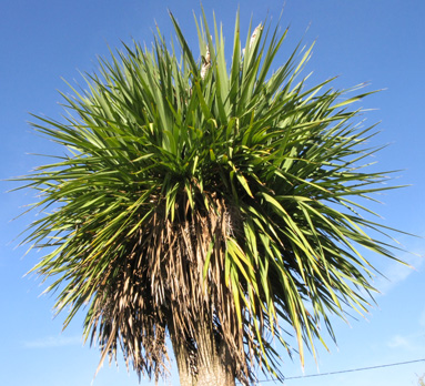 Pépinière Palmaris Cordyline australis