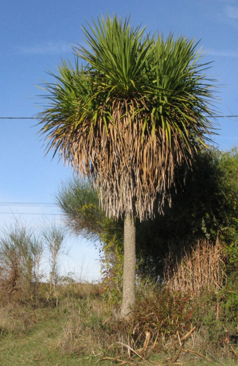 Pépinière Palmaris Cordyline australis