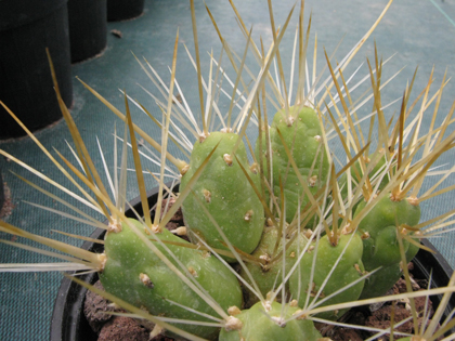 Pépinière Palmaris Cumulopuntia boliviana ignescens