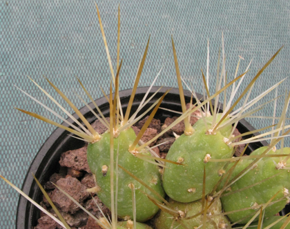 Pépinière Palmaris Cumulopuntia boliviana ignescens