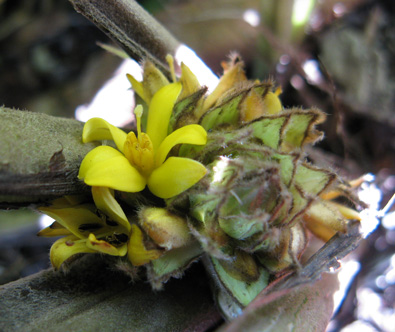 Pépinière Palmaris, Curculigo recurvata