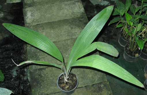 Pépinière Palmaris, Curculigo recurvata