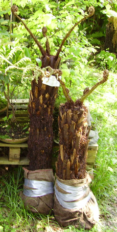 Pépinière Palmaris Cyathea australis