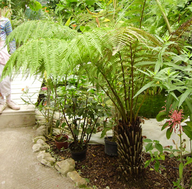 Pépinière Palmaris Cyathea australis