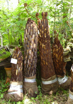 Pépinière Palmaris Cyathea australis