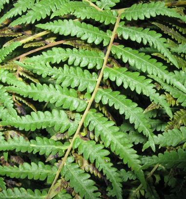 Pépinière Palmaris Cyathea australis