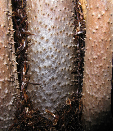 Pépinière Palmaris Cyathea australis