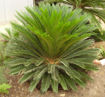 Pépinière Palmaris Cycas revoluta