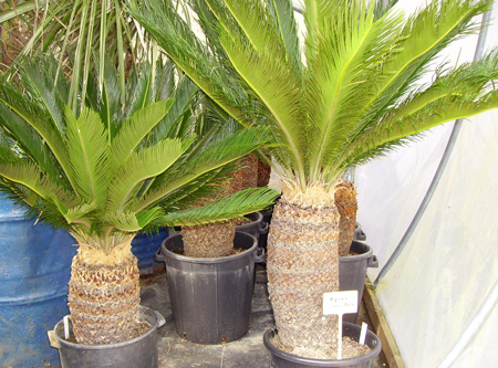 Pépinière Palmaris Cycas revoluta