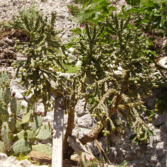 pépinière Palmaris Cylindropuntia imbricata