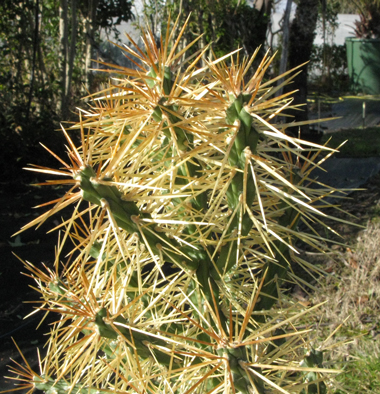 Pépinière Palmaris Cylindropuntia hystrix