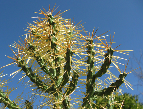 Pépinière Palmaris Cylindropuntia hystrix