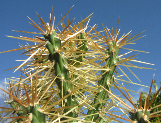 Pépinière Palmaris Cylindropuntia hystrix