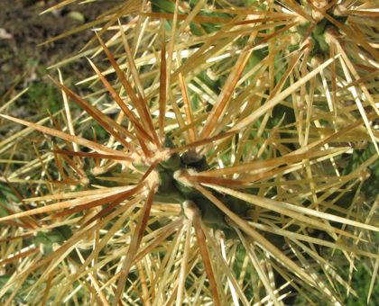 Pépinière Palmaris Cylindropuntia hystrix