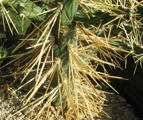 Pépinière Palmaris Cylindropuntia hystrix