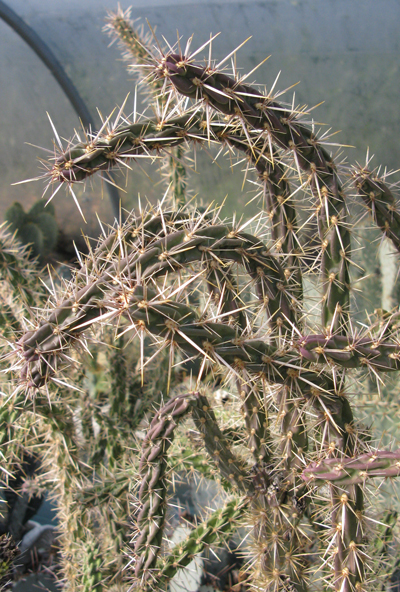 Pépinière Palmaris Cylindropuntia f. Manzano Mts