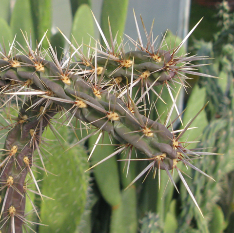 Pépinière Palmaris Cylindropuntia f. Manzano Mts