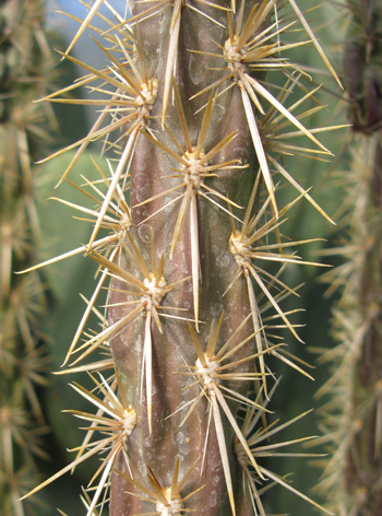 Pépinière Palmaris Cylindropuntia f. Manzano Mts