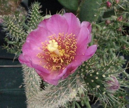 Pépinière Palmaris Cylindropuntia f. Potrillo Mts