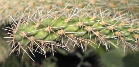 Pépinière Palmaris Cylindropuntia f. Potrillo Mts