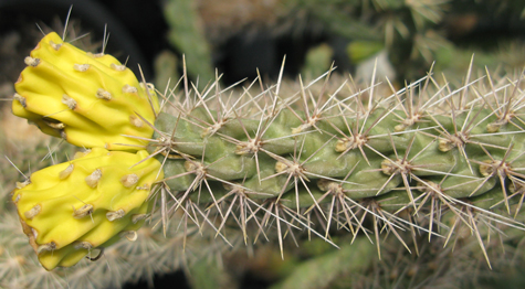 Pépinière Palmaris Cylindropuntia f. Potrillo Mts