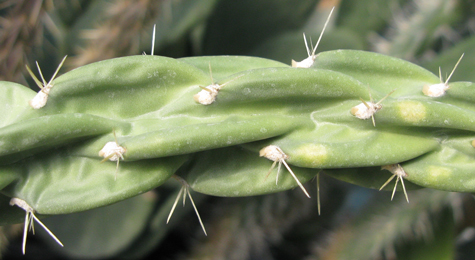 Pépinière Palmaris Cylindropuntia imbricata