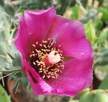 pépinière Palmaris Cylindropuntia imbricata vexans