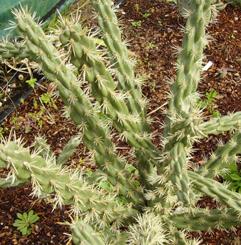 pépinière Palmaris Cylindropuntia imbricata vexans