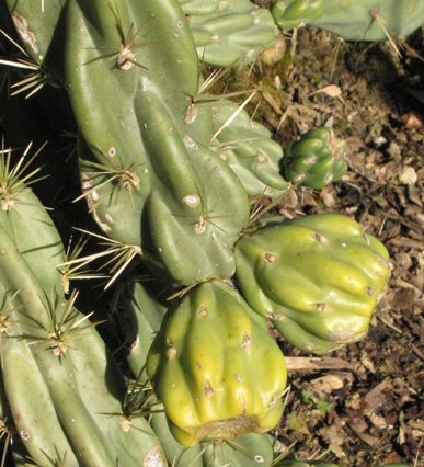 pépinière Palmaris Cylindropuntia imbricata vexans