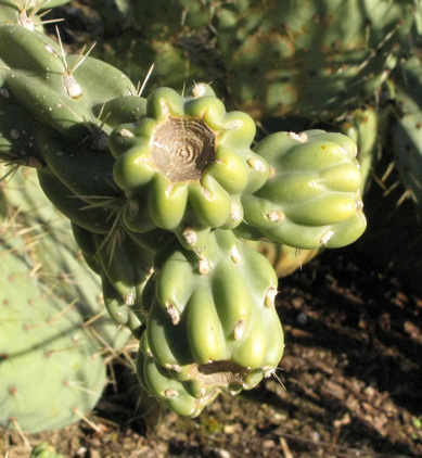 pépinière Palmaris Cylindropuntia imbricata vexans