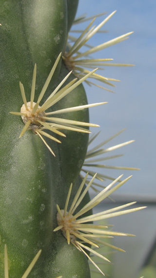 Pépinière Palmaris Cylindropuntia imbricata vexans