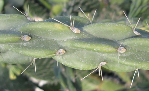 Pépinière Palmaris Cylindropuntia imbricata vexans