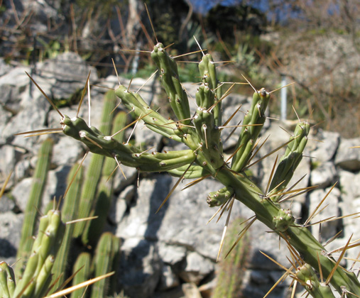 Pépinière Palmaris Cylindropuntia kleiniae