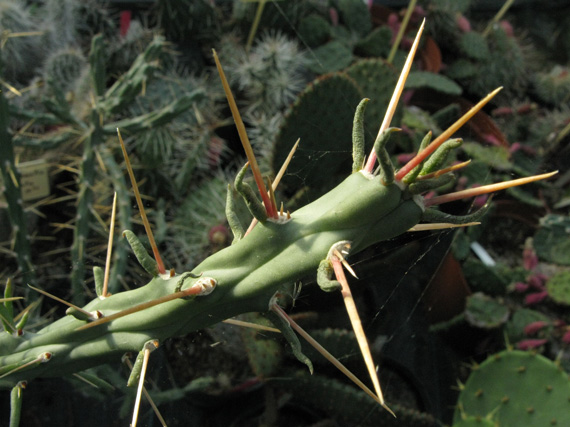 Pépinière Palmaris Cylindropuntia kleiniae