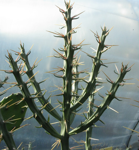 Pépinière Palmaris Cylindropuntia kleiniae