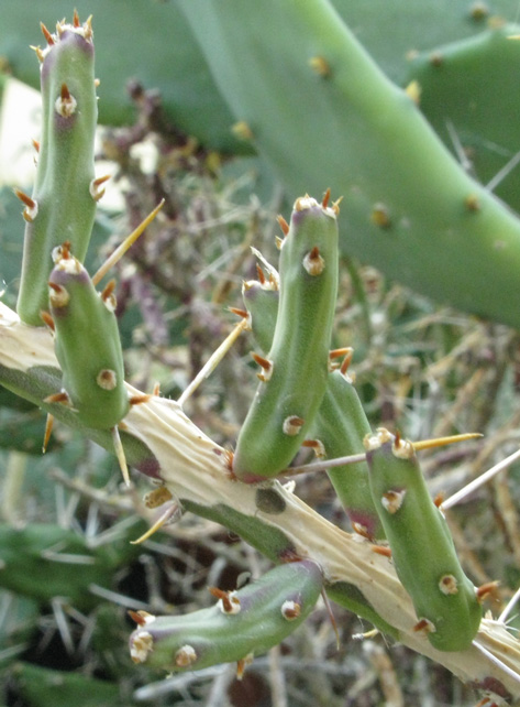 Pépinière Palmaris Cylindropuntia leptocaulis