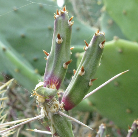 Pépinière Palmaris Cylindropuntia leptocaulis