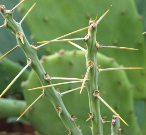 Pépinière Palmaris Cylindropuntia leptocaulis