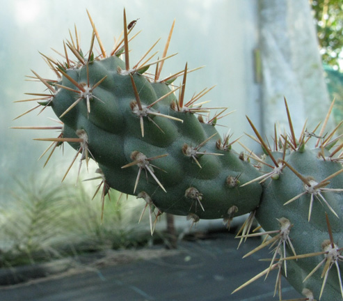 Pépinière Palmaris Cylindropuntia X prolifera