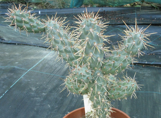 Pépinière Palmaris Cylindropuntia X prolifera