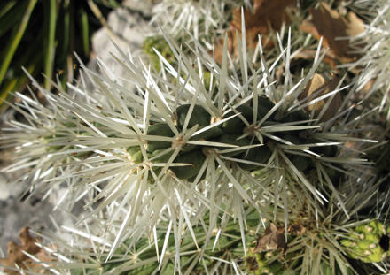 Pépinière Palmaris Cylindropuntia rosea