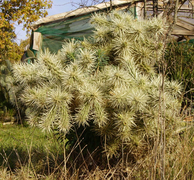 Pépinière Palmaris Cylindropuntia rosea