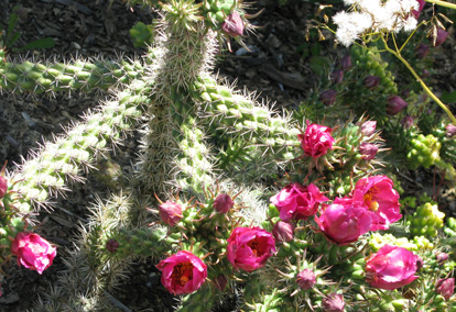 Pépinière Palmaris Cylindropuntia spinosior