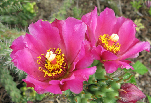 Pépinière Palmaris Cylindropuntia spinosior