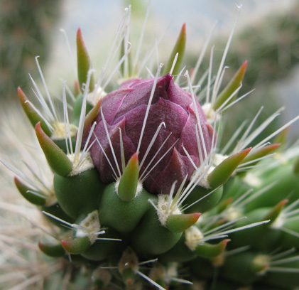 Pépinière Palmaris Cylindropuntia spinosior