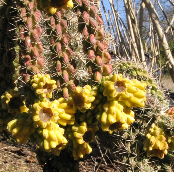 Pépinière Palmaris Cylindropuntia spinosior